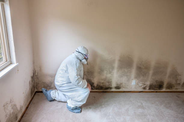 Best Mold Damage Repair  in Ocean Grove, NJ