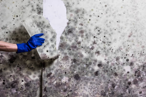 Best Crawl Space Mold Removal  in Ocean Grove, NJ
