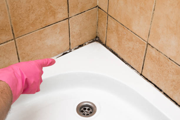 Best Same-Day Mold Removal  in Ocean Grove, NJ